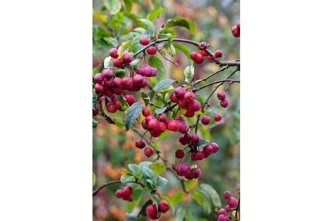Parts Best Crabs Crabapple Tree Cary Fruit Trees Foliage Recipe
