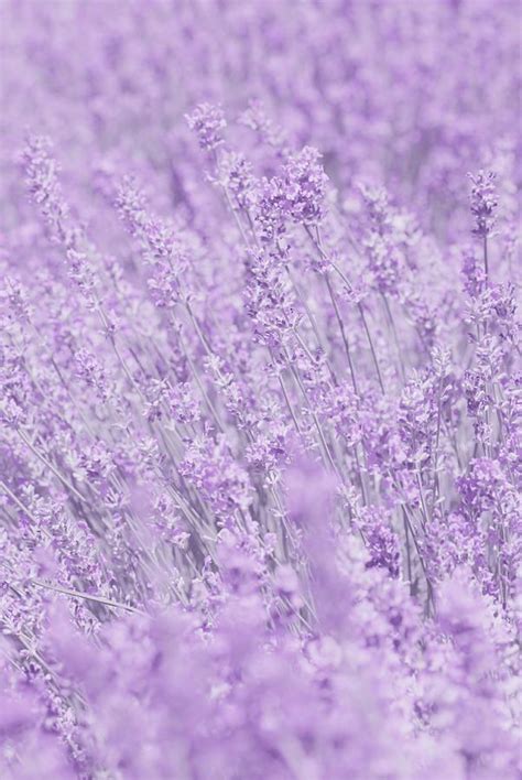 Purple Photograph Whisper In Purple Flowers By Poppy Thomas Hill