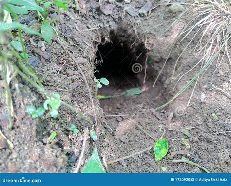 Rat Hole In The Ground With Natural Background Stock Image Image Of