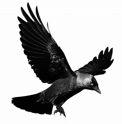 Raven Flying Transparent Pngio
