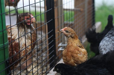how to integrate new chickens into your flock mcmurray hatchery blog
