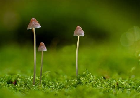 Are lawn mushrooms poisonous? The scary truth