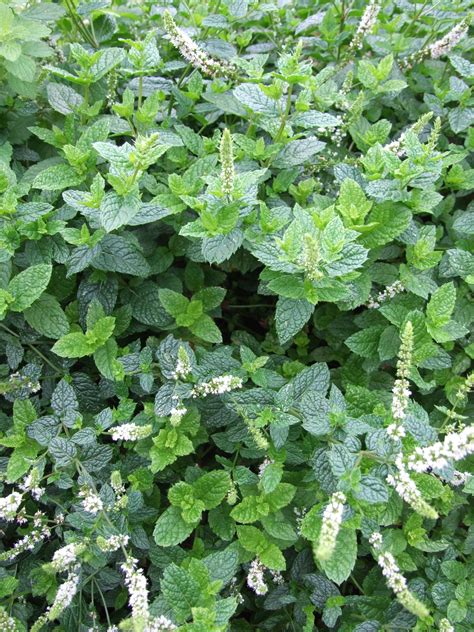 Check spelling or type a new query. Gambar : menanam, bunga, herba, taman, daun mint, Mojito ...