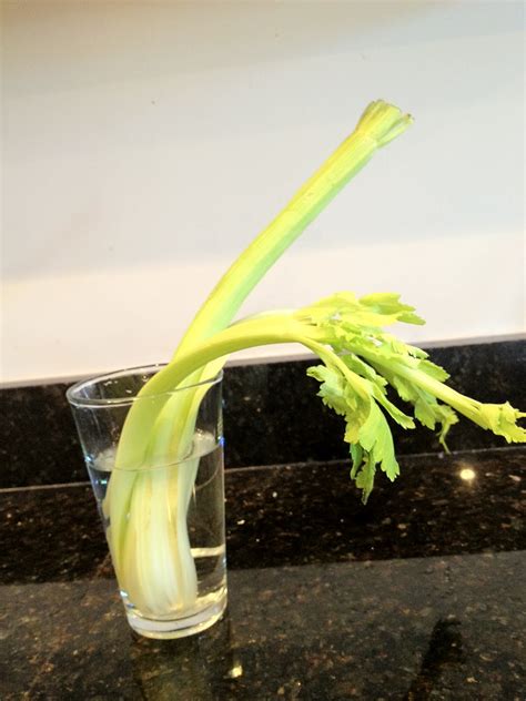 The Purple Martin Wilted Celery Try This