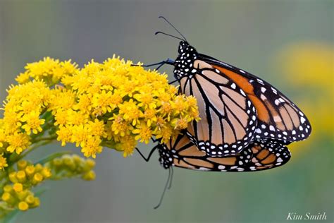 Monarch Butterflies Mating September Seaside Goldenrod Copyright Kim Smith 4 Good Morning