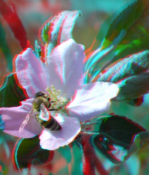 bee on apple blossom 3d use red cyan 3d anaglyph glass… flickr