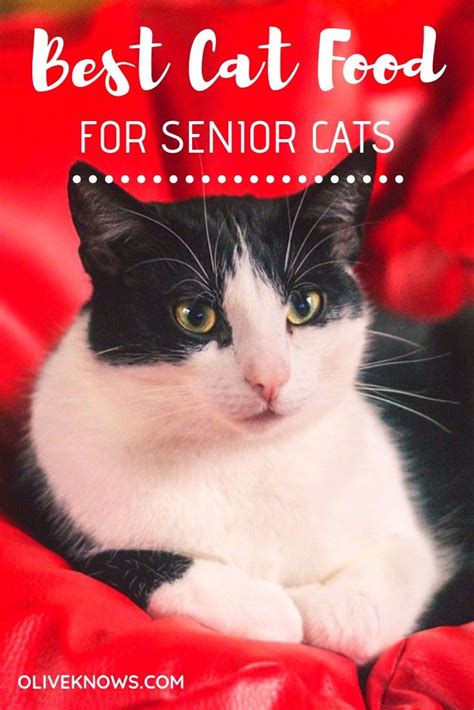 What should you feed your senior cat? Best Cat Food for Senior Cats (Wet and Dry Food ...