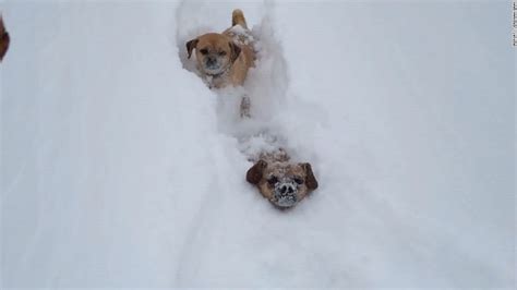 See Dogs Race Through Feet High Snow Cnn Video