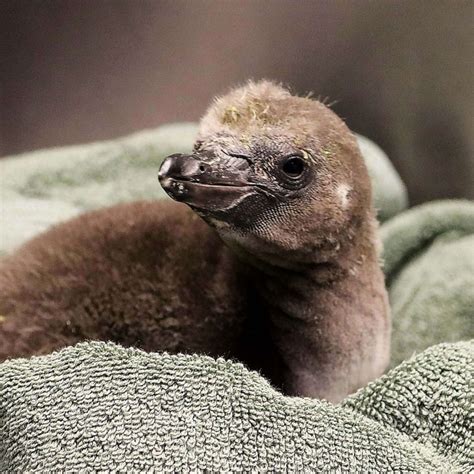 2 Male Penguins Foster Egg Raise Hatchling Together At New York Zoo