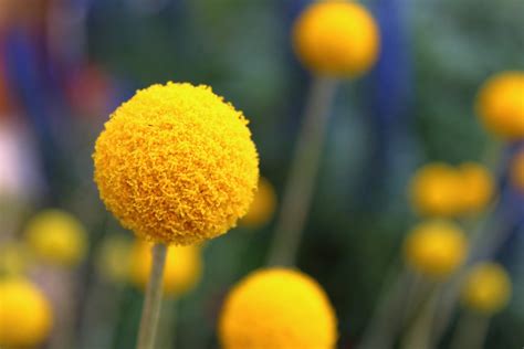 143 Things That Are Yellow In Nature Photos