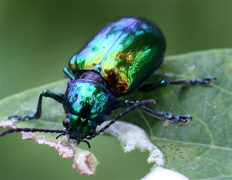 Gallery For Purple Beetle Insect