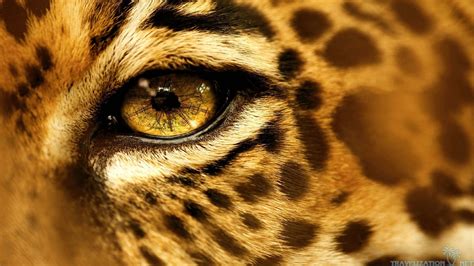 Closeup Photo Cheetah Animals Eyes Jaguars Hd Wallpaper Wallpaper