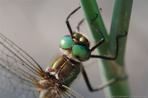 50 Macrophotography Microphotography Of The Dragonfly