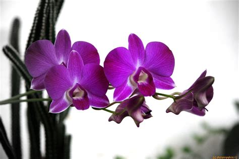 72 Purple Orchid Wallpaper On Wallpapersafari
