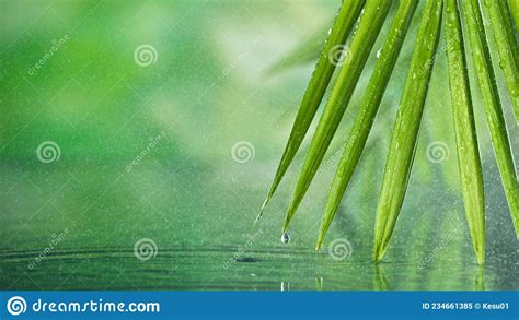 Super Slow Motion Of Water Surface With Green Palm Leaves Stock Image