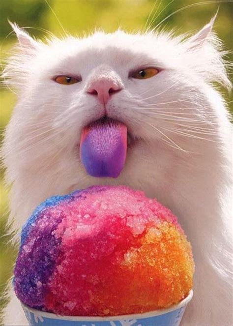 Say goodnight with a delicious bowl of blueberries or a handful of tasty raisins. Can Cats Eat Ice Cream? Is Ice Cream Safe For Cats ...
