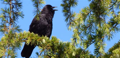 Baby Crow Sings For His Dinner Crows Of Arroyos