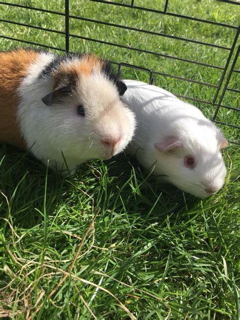 Rehoming Boar Guinea Pigs Meet The Cavies