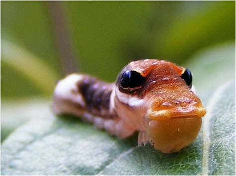 Imagenes De Los Insecto Mas Bellos Del Mundo Taringa Animales
