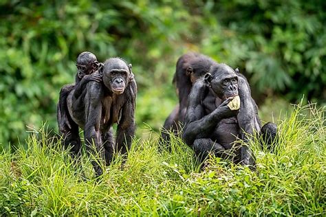 Bonobo Facts Animals Of Africa