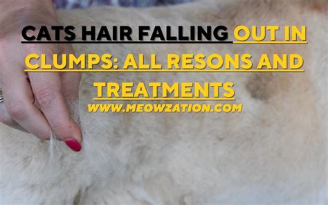 Cat Hair Falling Out In Clumps All Reasons And Treatments