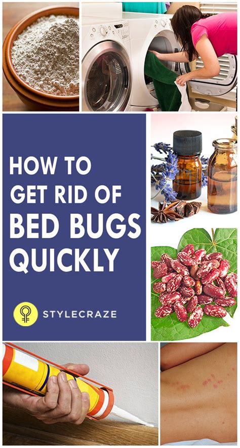 how to get rid of bed bugs quickly rid of bed bugs bed bugs bed bug remedies