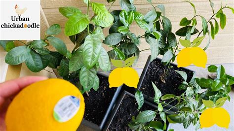 How To Grow A Lemon Tree From Store Bought Lemons Seed To 3 Years