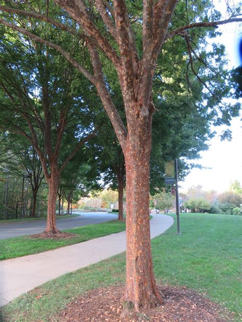 What Grows There The Best Lacebark Elms For Your Area