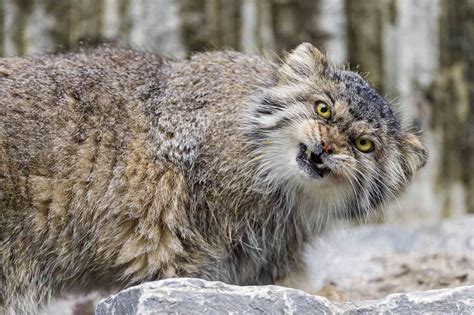 Why Is The Face Of The Pallas Cat So Expressive