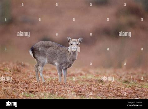Sika Deer Cervus Nippon Introduced Species Fawn Standing Amongst