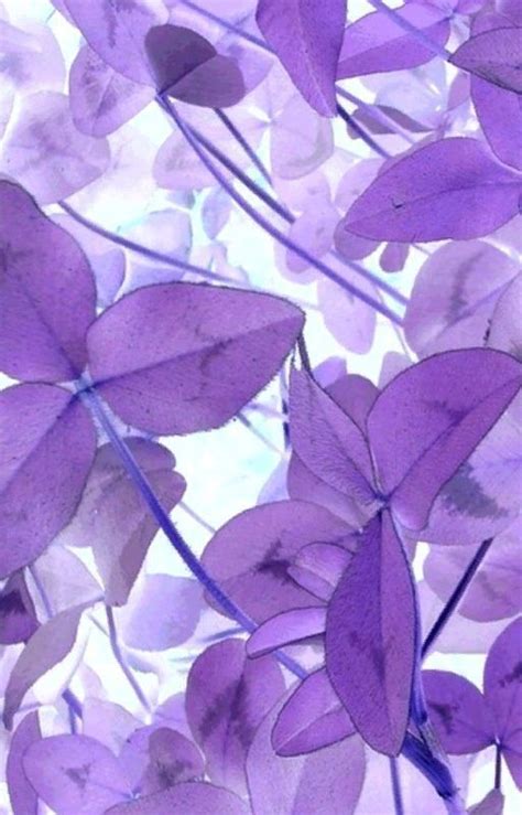 Pin By Hillary Conheady Charleston On Purple Purple Flowers Purple