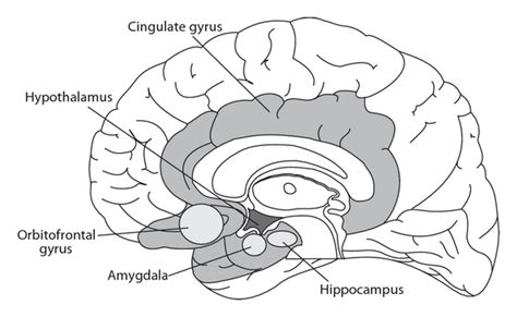 Anatomical Illustration Of Important Areas Of The Limbic System