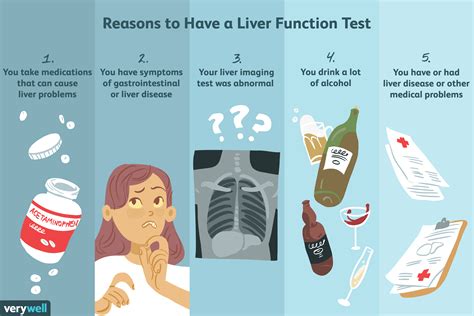 Liver Function Tests Uses Side Effects Procedures