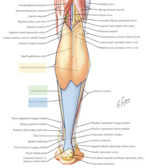 Lower Leg Muscles Superficial Posterior Compartment Flexion Diagram