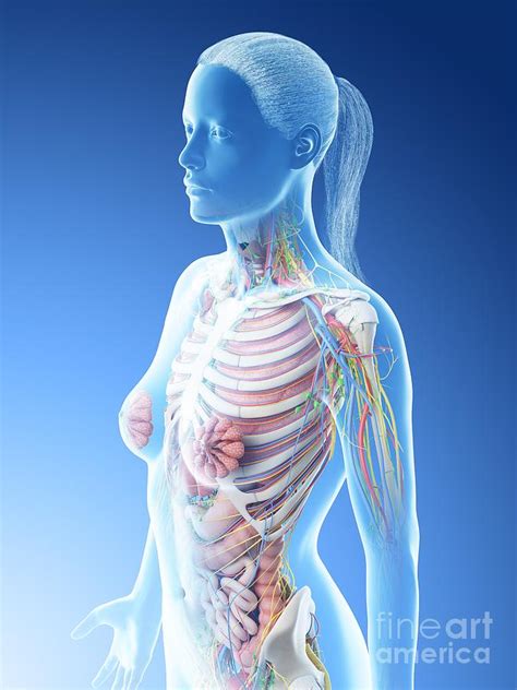 Human Female Body Structure