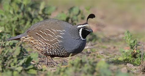 California Quail Identification All About Birds Cornell Lab Of