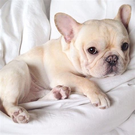Naming a female french bulldog might seem like a huge challenge, but there are actually so many places to find amazing inspiration. Cream French Bulldog Puppy. … | Bulldog puppies, Bulldog ...
