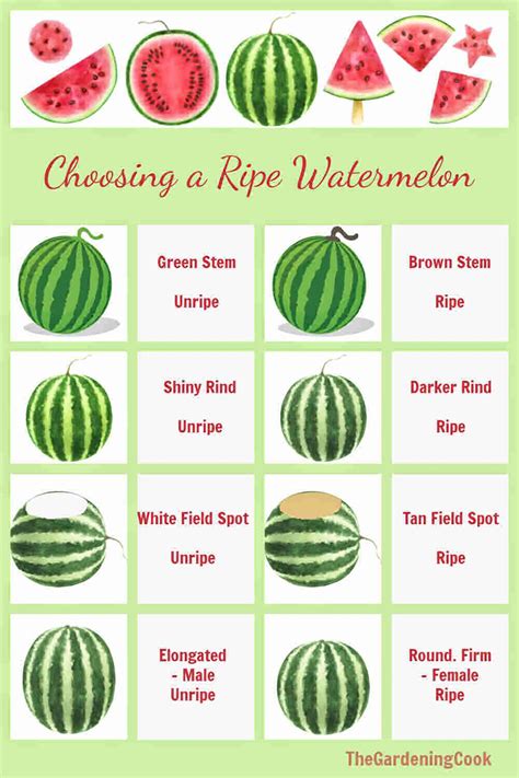 knowing when to pick your watermelon in the garden or how to choose a ripe one at the store can