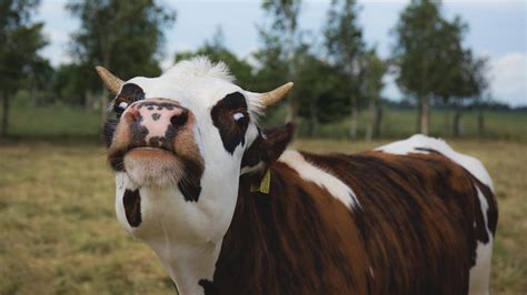 Funny Cow Photos 40 Funny Cow Pictures To Make Your Day Dump Bodegawasuon
