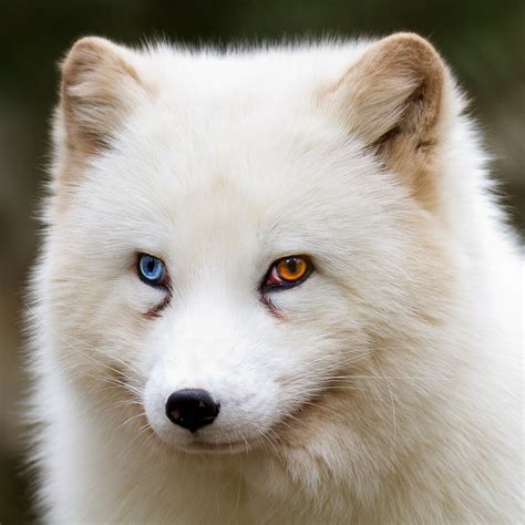 Arctic Fox With Heterochromia Raww