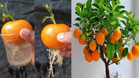 Growing Orange Tree From Orange With Water Propagate Orange Tree Step