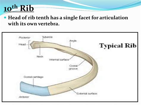 10th Rib Anatomy