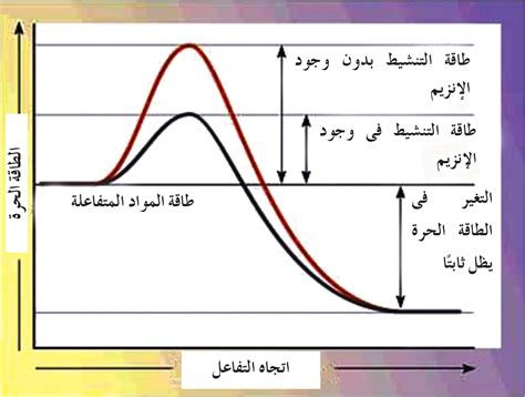 الإنزيمات وخصائصها