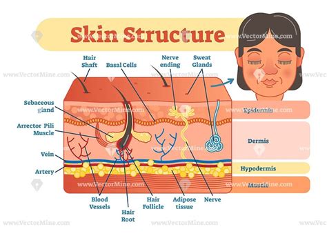 Skin Structure Vector Illustration Diagram Skin