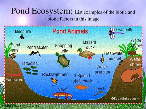 Pond Ecosystem Biotic And Abiotic Factors