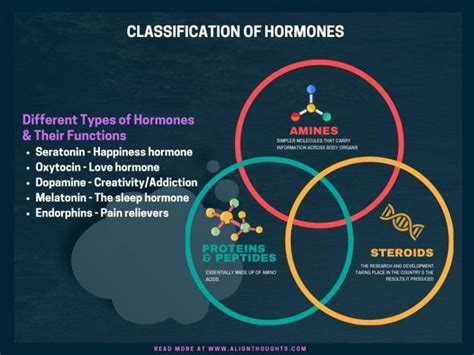 How Different Types Of Hormones Influence Your Daily Health
