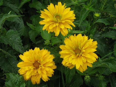 We have divided this list of weeds into two sections: Names Of Yellow Flowers