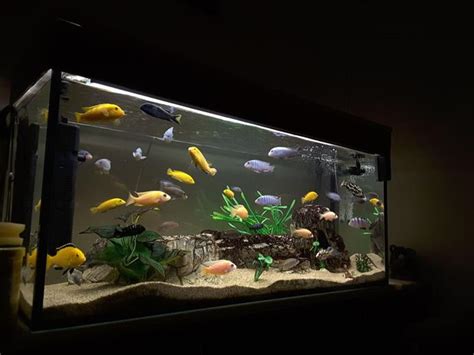 Créer Une Fourmilière Dans Un Aquarium - Puis-je déplacer un aquarium partiellement rempli? - Comment créer