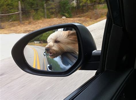 31 Dogs Loving The Wind In Their Hair Can Dogs Eat This