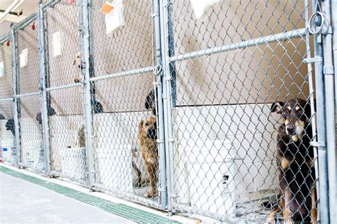 What Pets In Animal Shelters Wish You Knew Readers Digest